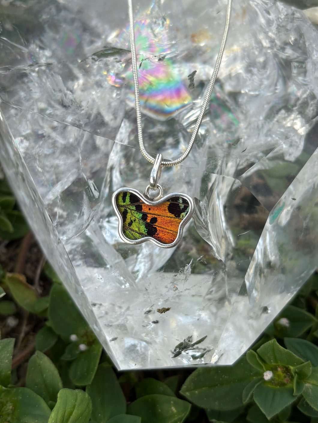 Urania Ripheus butterfly (real)