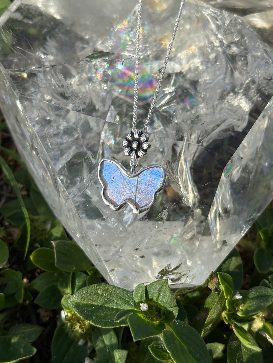 Sulkowsky butterfly (real)