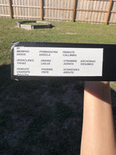 Load image into Gallery viewer, Real butterflies in frame
