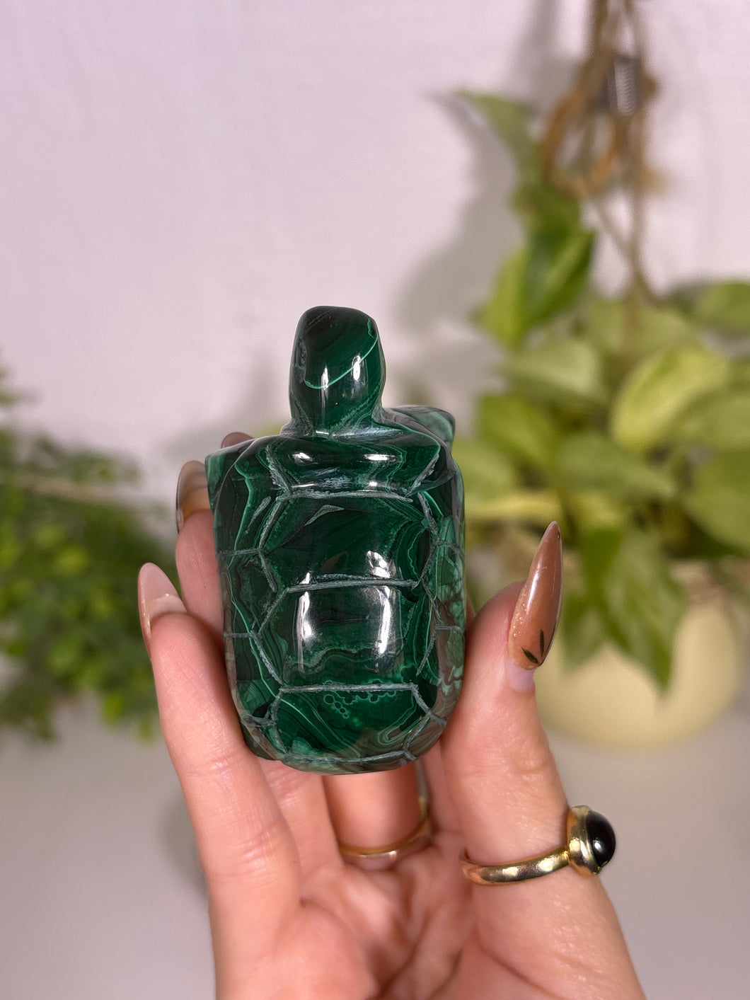 Malachite turtle