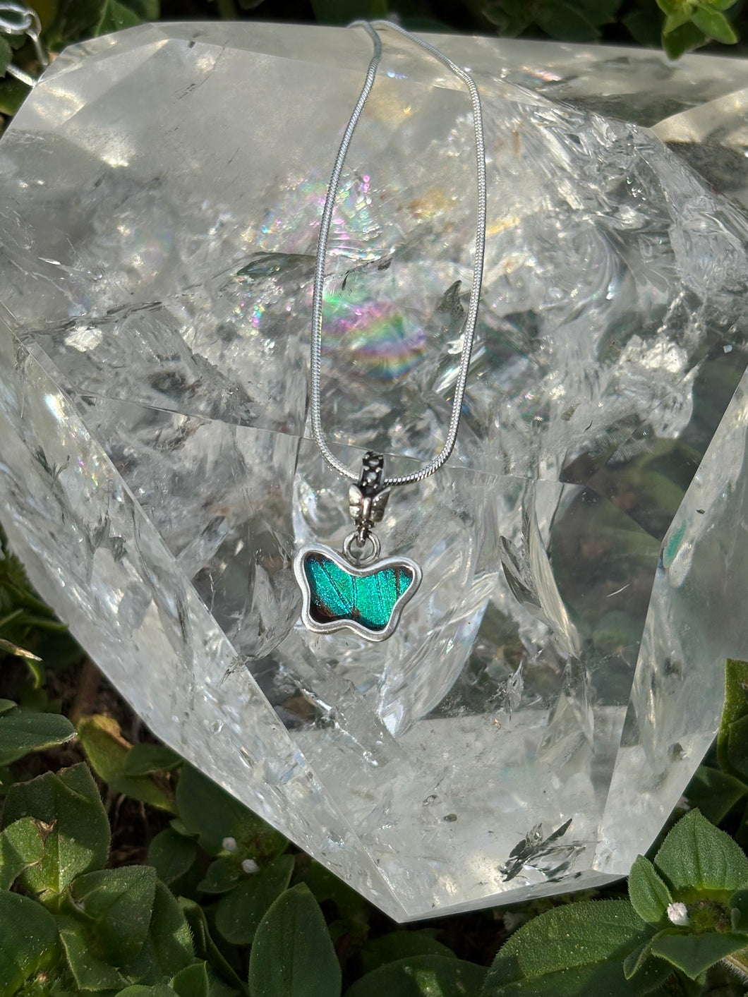 Prepona butterfly (real)