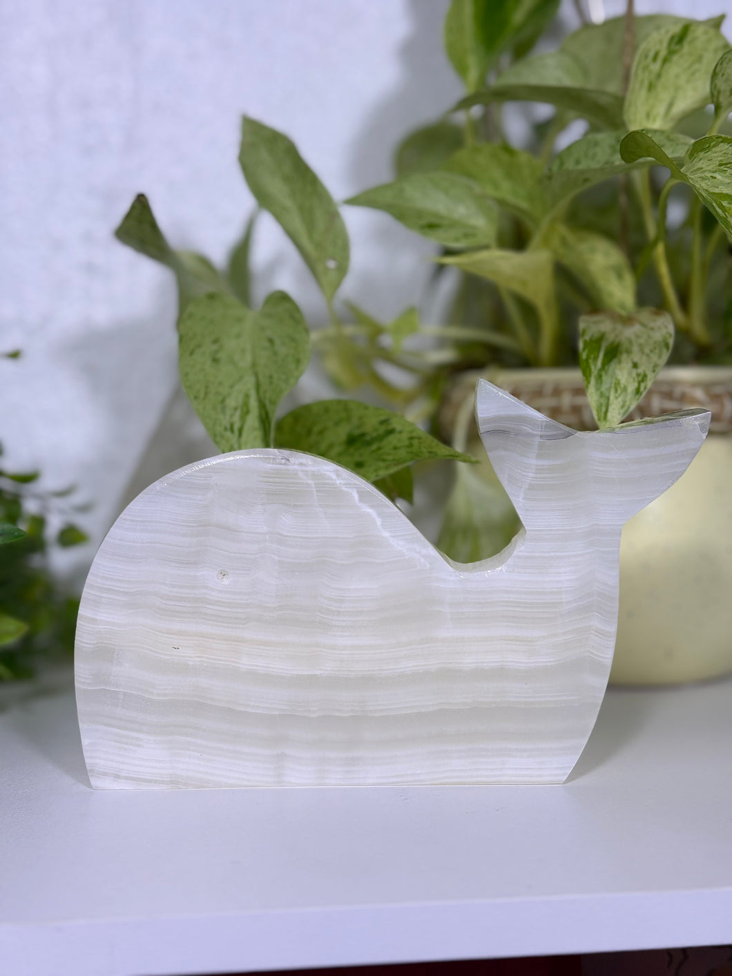 Intuitively chosen onyx whale