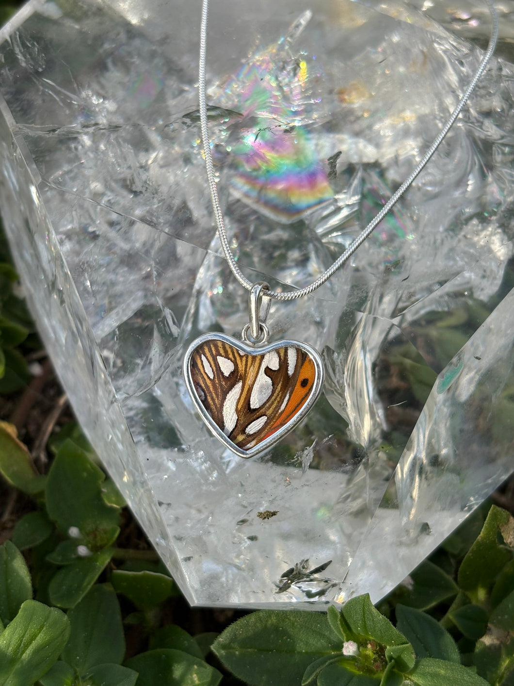 Dione Moneta butterfly (real)