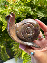 Load image into Gallery viewer, Sea Jasper snail
