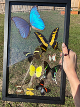 Load image into Gallery viewer, Real butterflies in frame
