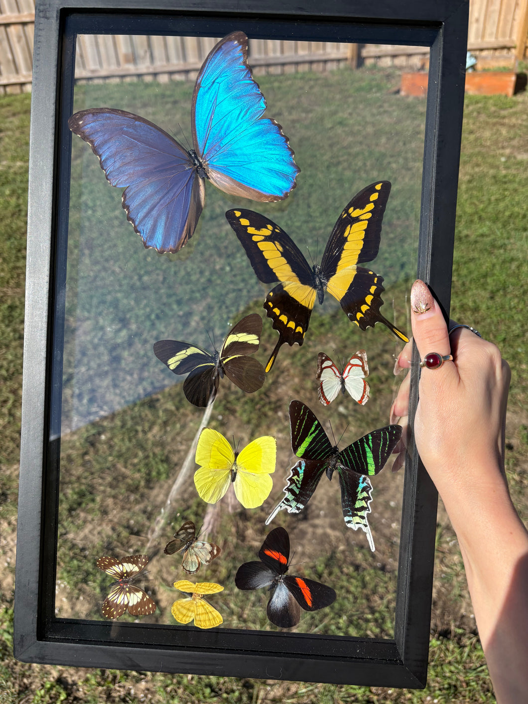 Real butterflies in frame