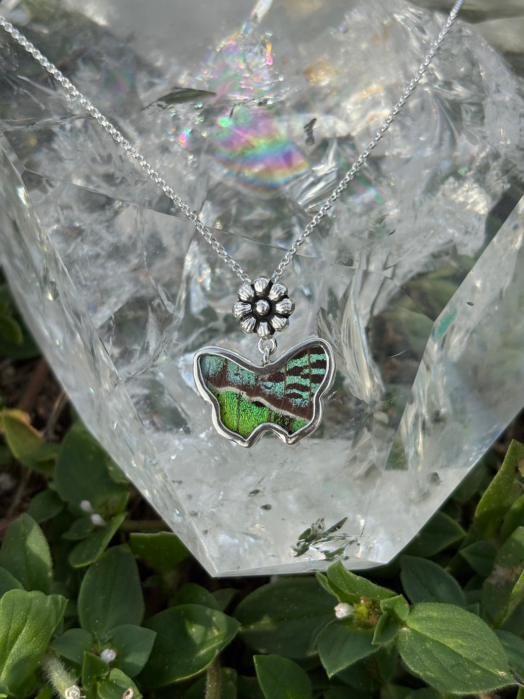 Urania Ripheus butterfly (real)